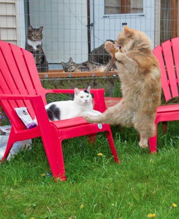 Flying Cats