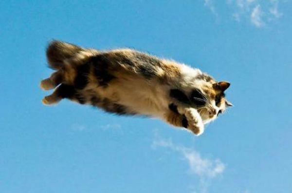 Flying Cats