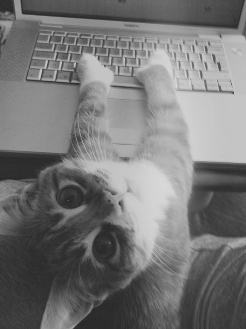 Best Cat Photos All Time (50 Photos) 30 25