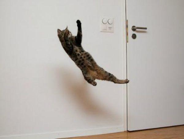 Flying Cats