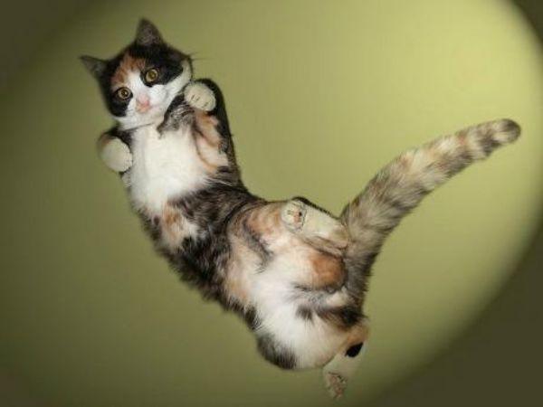Flying Cats