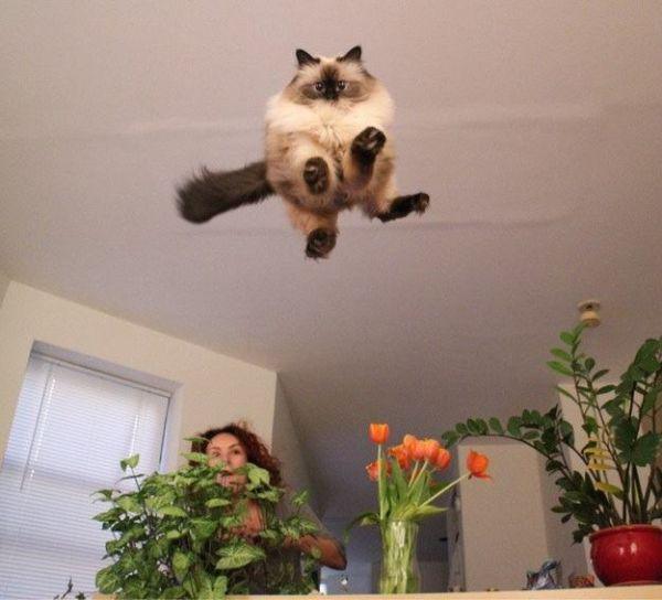 Flying Cats
