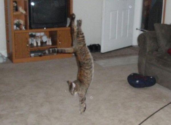 Flying Cats