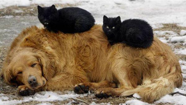cats and dogs