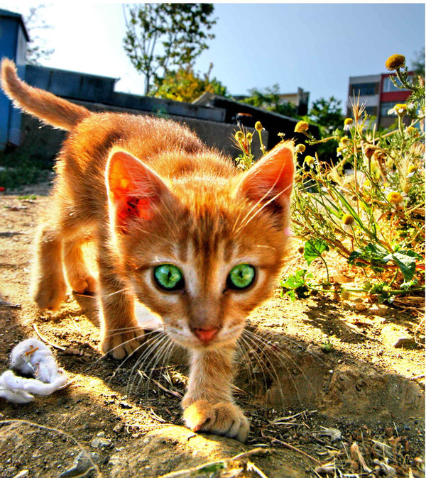 Best Cat Photos All Time (50 Photos) 49 3