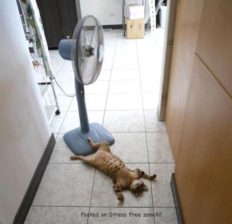 Best Cat Photos All Time (50 Photos) 48 3