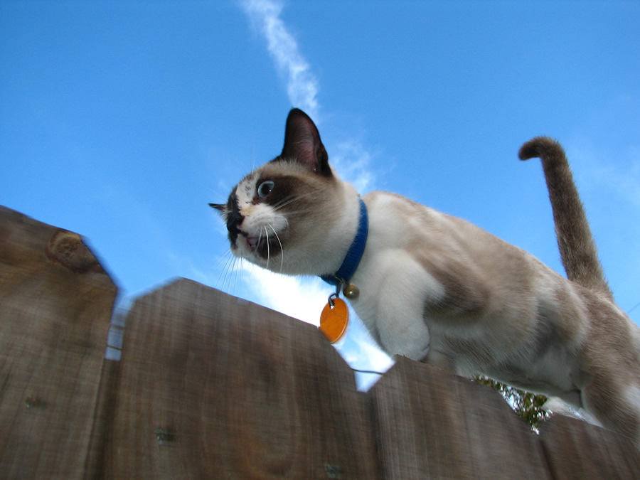 Best Cat Photos All Time (50 Photos) 29 34