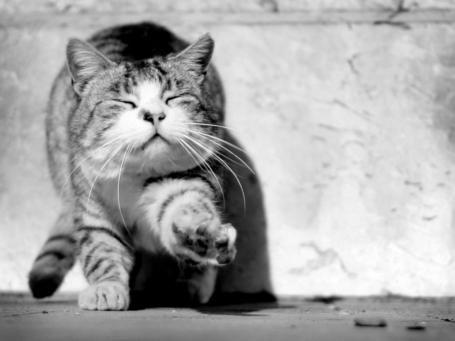 Best Cat Photos All Time (50 Photos) 28 35