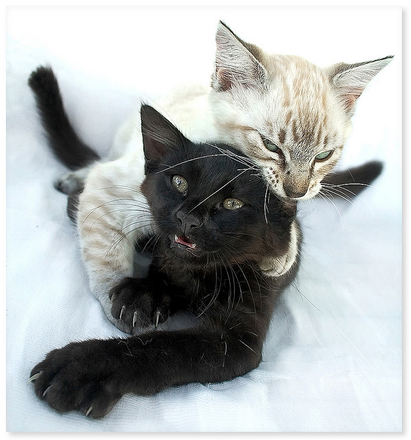 Best Cat Photos All Time (50 Photos) 27 36