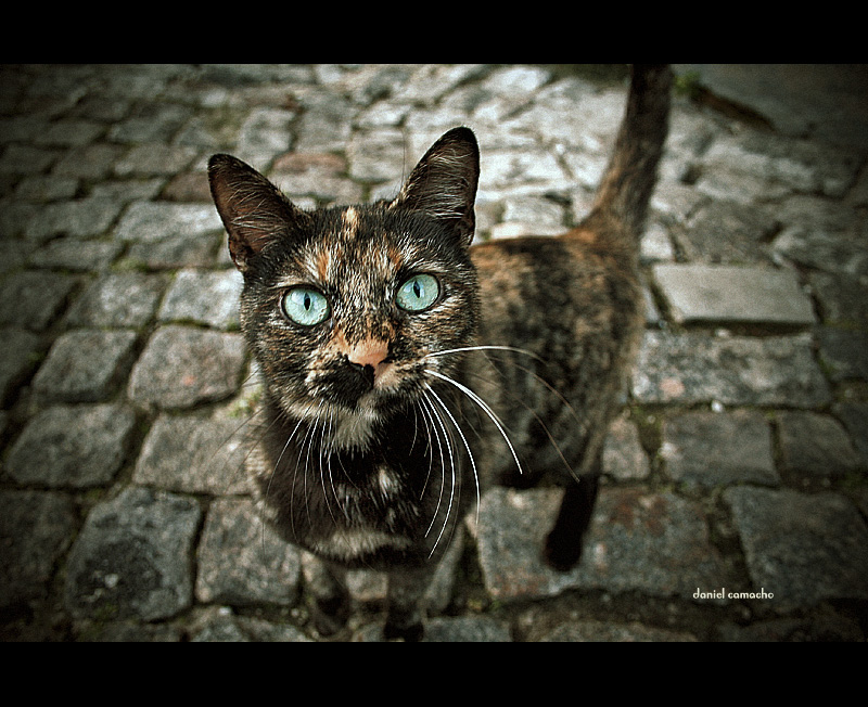 Best Cat Photos All Time (50 Photos) 26 37