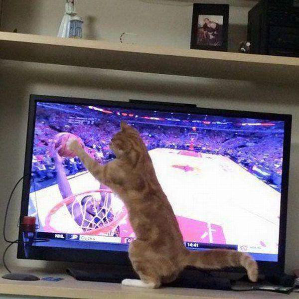 Best Cat Photos All Time (50 Photos) 25 38