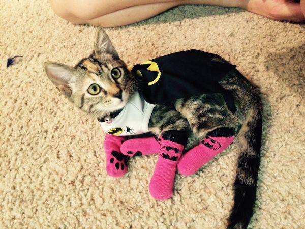 Best Cat Photos All Time (50 Photos) 24 39