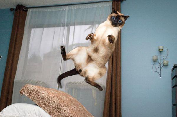 Flying Cats