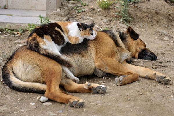 cats and dogs