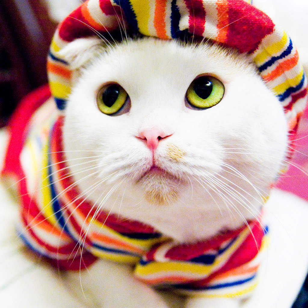 Best Cat Photos All Time (50 Photos) 47 4