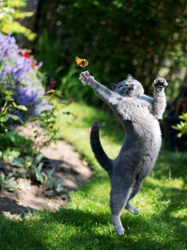 Best Cat Photos All Time (50 Photos) 23 40 1