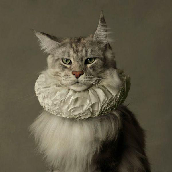 Best Cat Photos All Time (50 Photos) 22 41