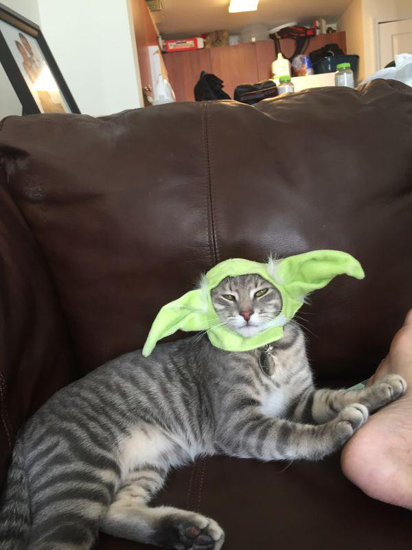Best Cat Photos All Time (50 Photos) 21 42