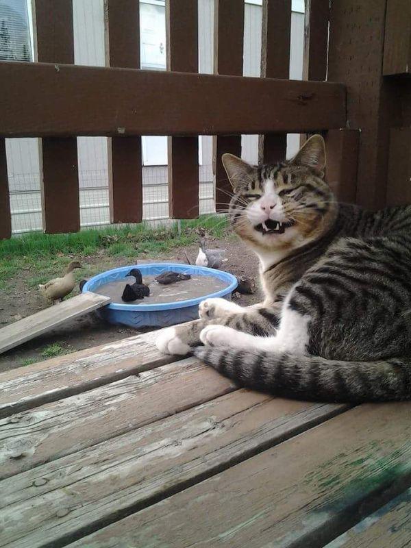 Best Cat Photos All Time (50 Photos) 20 43