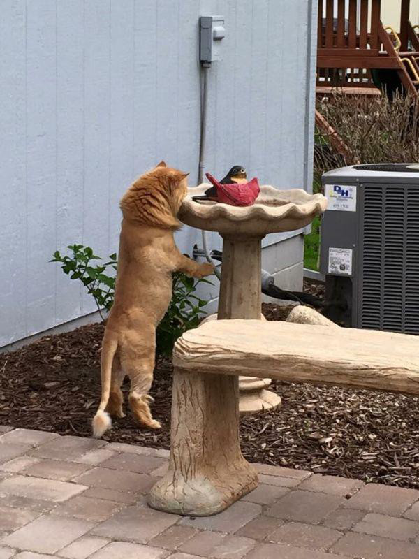 Best Cat Photos All Time (50 Photos) 19 44