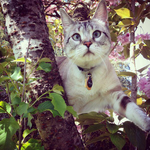 Best Cat Photos All Time (50 Photos) 18 45