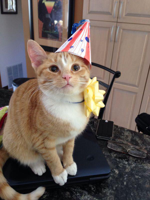 Best Cat Photos All Time (50 Photos) 17 46