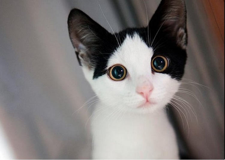 Best Cat Photos All Time (50 Photos) 16 47