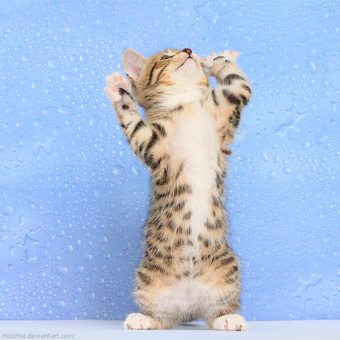 Best Cat Photos All Time (50 Photos) 15 48