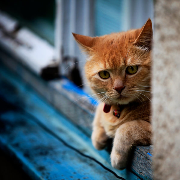 Best Cat Photos All Time (50 Photos) 14 49