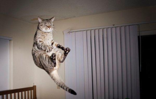 Flying Cats
