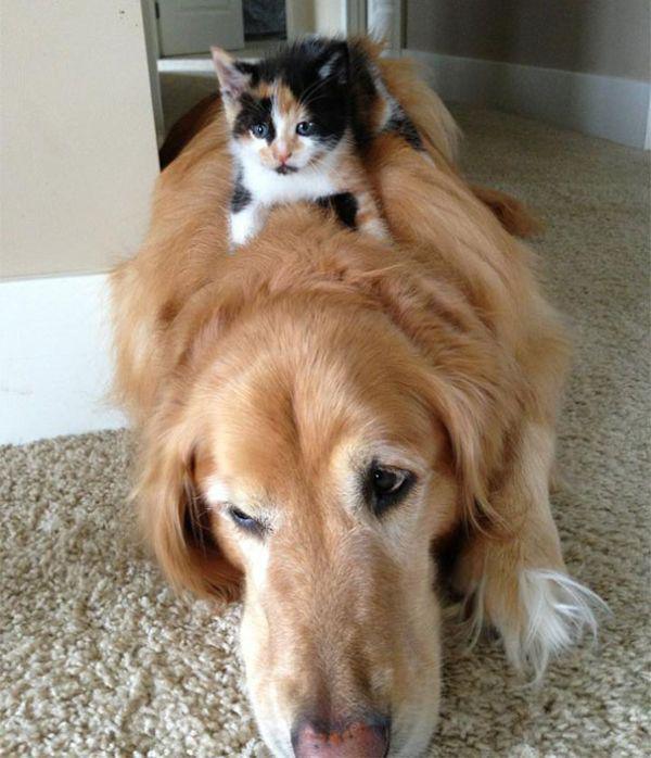 cats and dogs