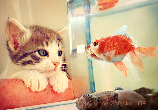 Best Cat Photos All Time (50 Photos) 46 5