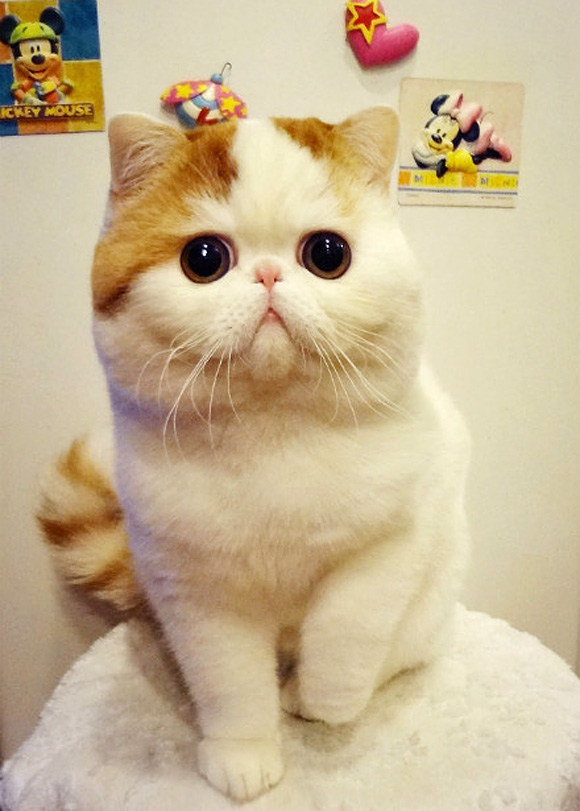 Best Cat Photos All Time (50 Photos) 13 50