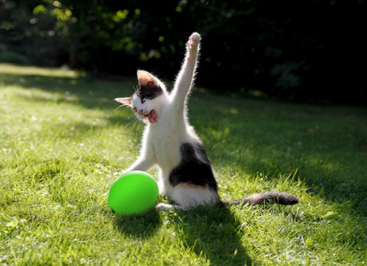 Best Cat Photos All Time (50 Photos) 11 52
