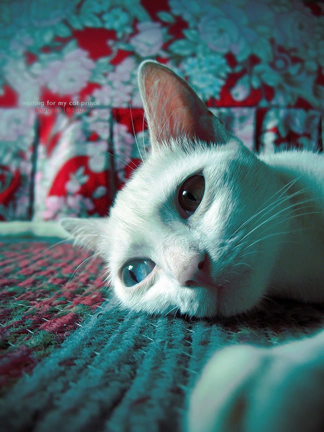 Best Cat Photos All Time (50 Photos) 10 52