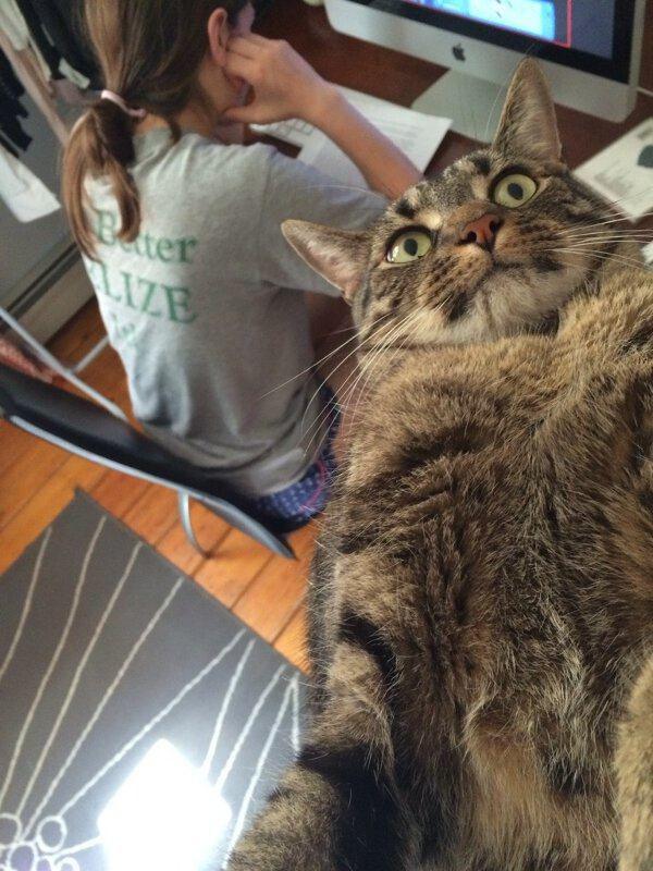 Best Cat Photos All Time (50 Photos) 9 53
