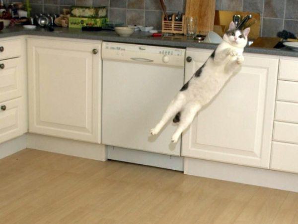Best Cat Photos All Time (50 Photos) 8 54