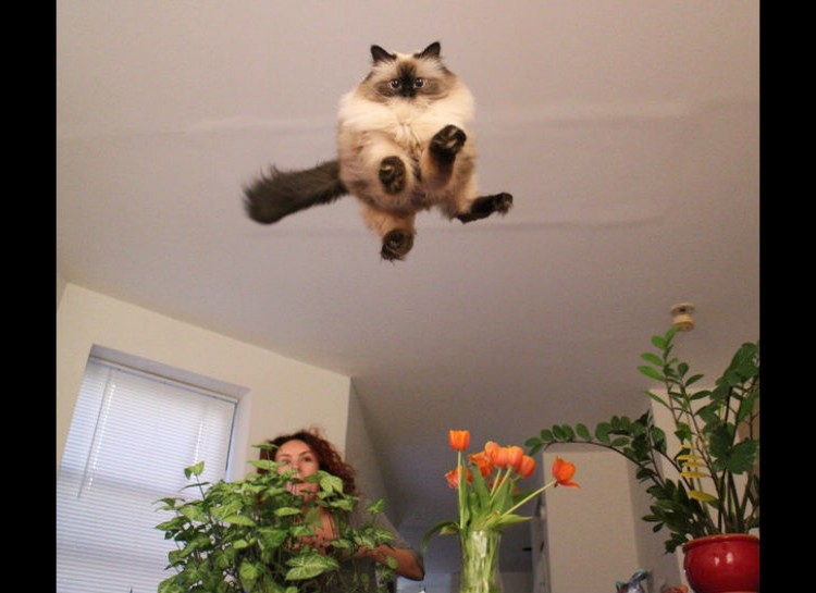 Best Cat Photos All Time (50 Photos) 7 55