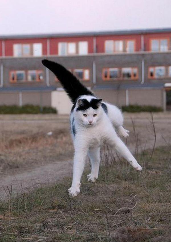 Flying Cats