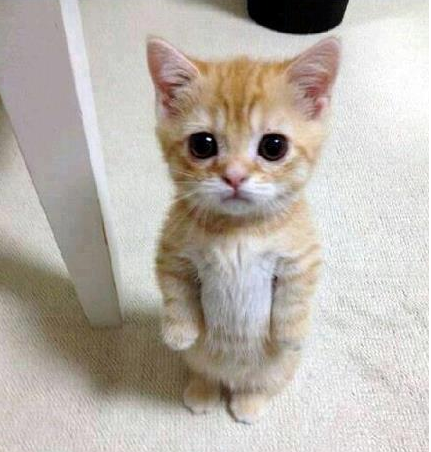 Best Cat Photos All Time (50 Photos) 45 6