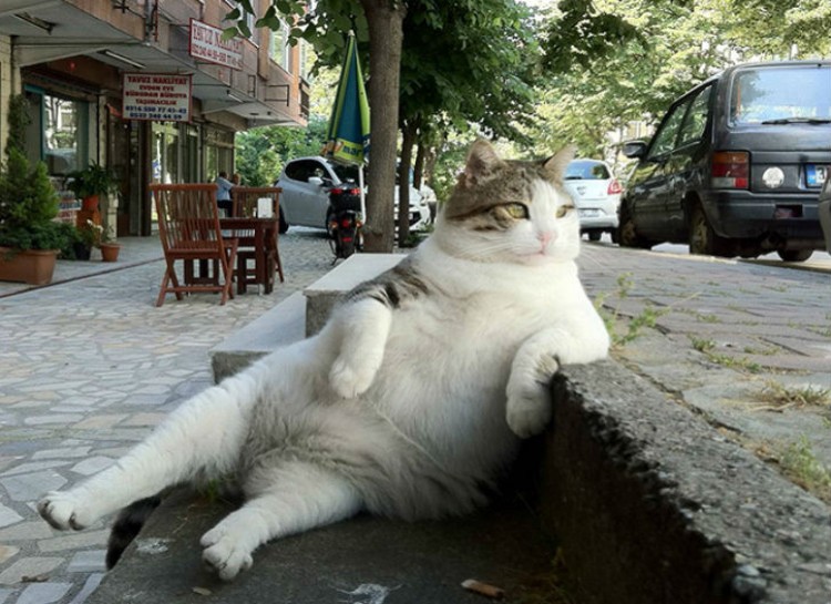 Best Cat Photos All Time (50 Photos) 5 66