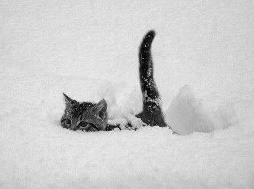 Best Cat Photos All Time (50 Photos) 4 66