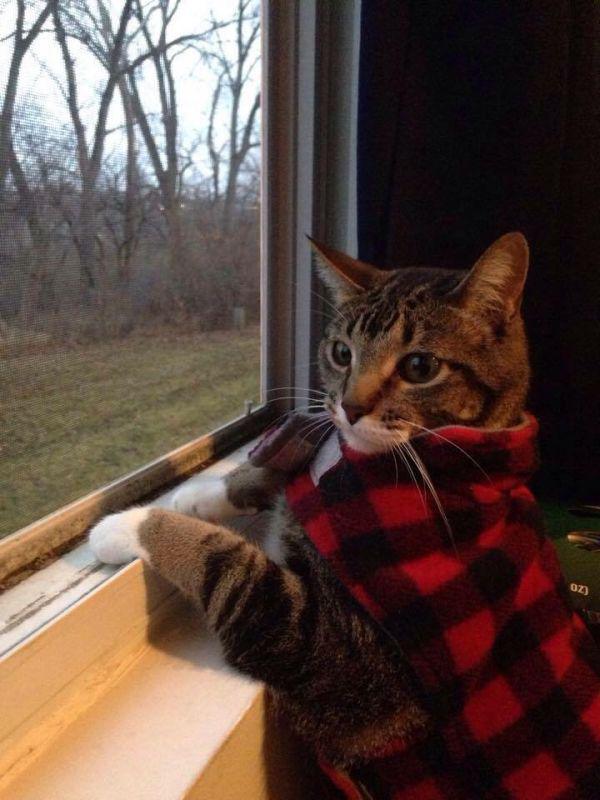 Best Cat Photos All Time (50 Photos) 3 67