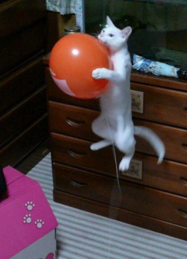 Flying Cats