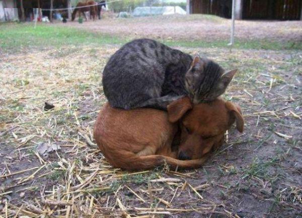 cats and dogs