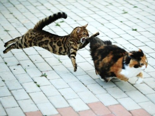 Best Cat Photos All Time (50 Photos) 44 7