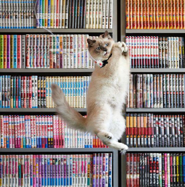Flying Cats