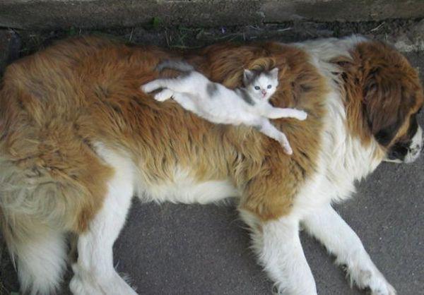 cats and dogs