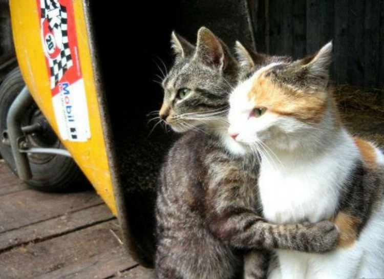 Best Cat Photos All Time (50 Photos) 43 8