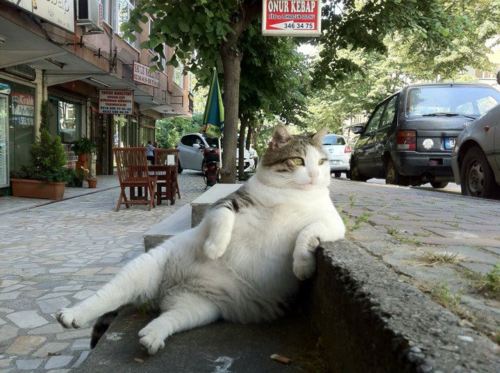 Best Cat Photos All Time (50 Photos) 42 8